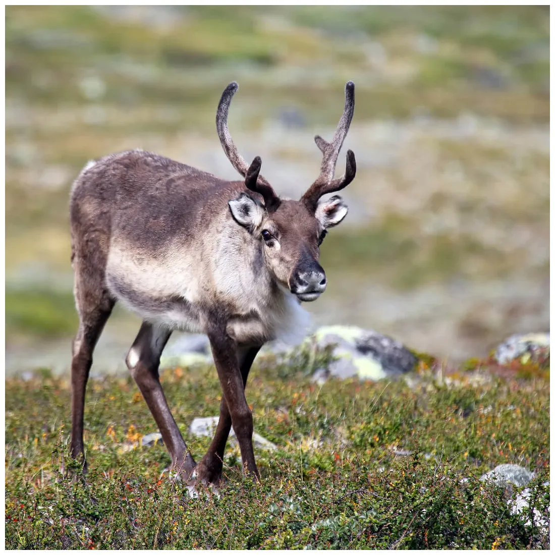 Reindeer species information the british deer society