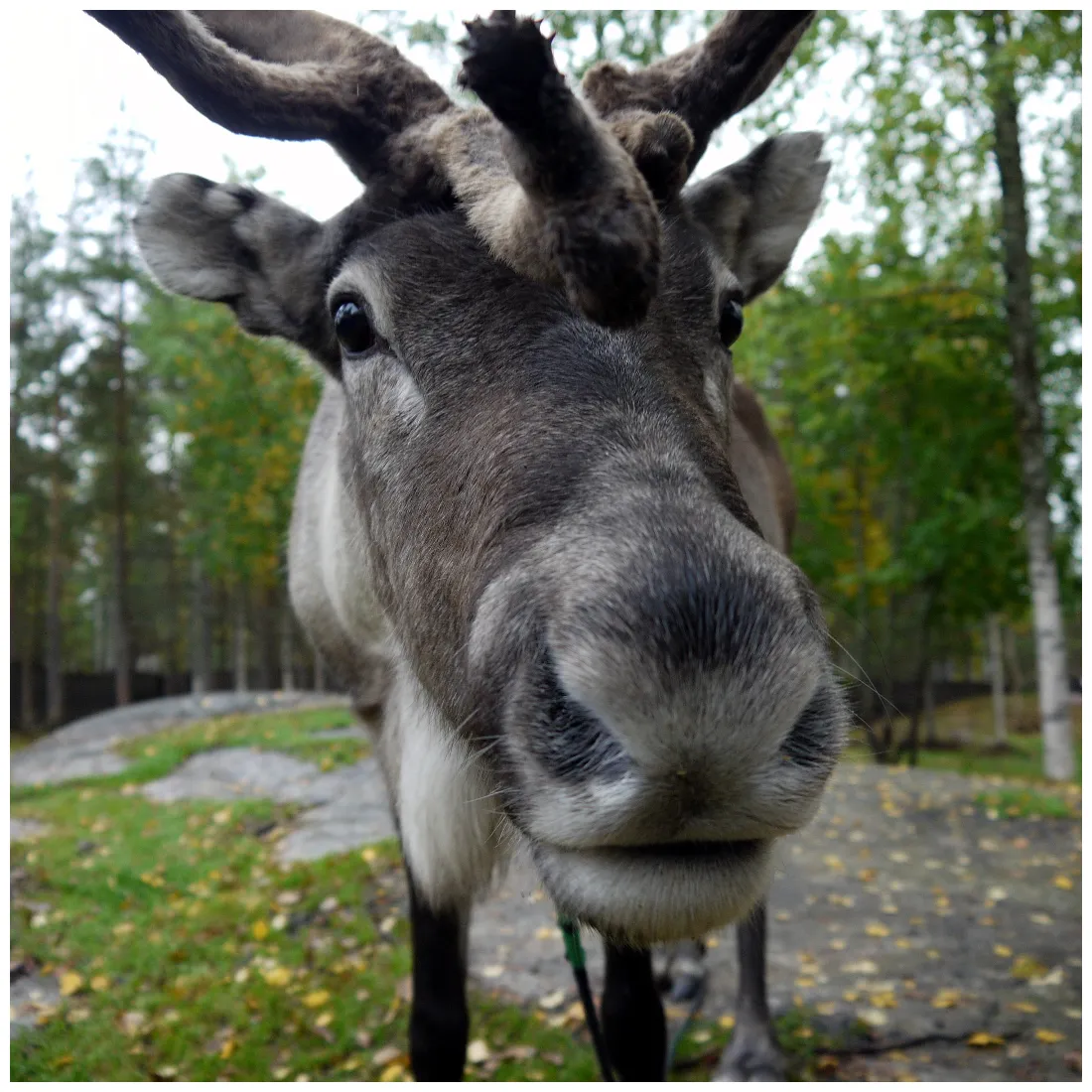 Reindeer species information the british deer society
