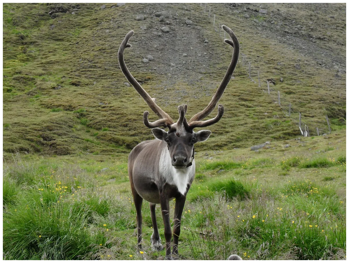 Reindeer species information the british deer society