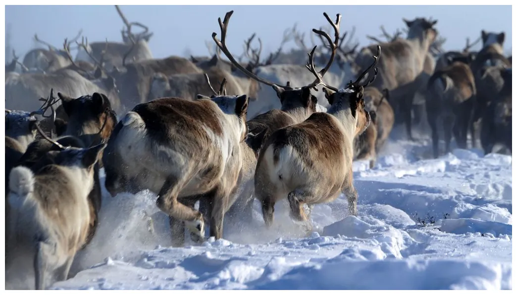 Reindeer and caribou facts about majestic deer live science