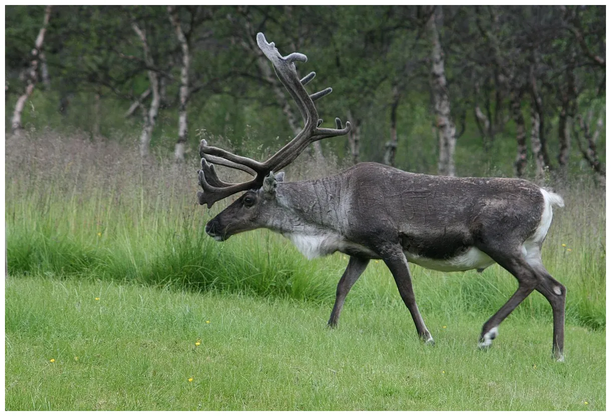 Reindeer wikipedia