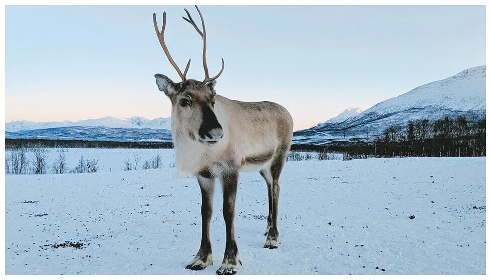 Cool reindeer facts you didn't know orlando science center