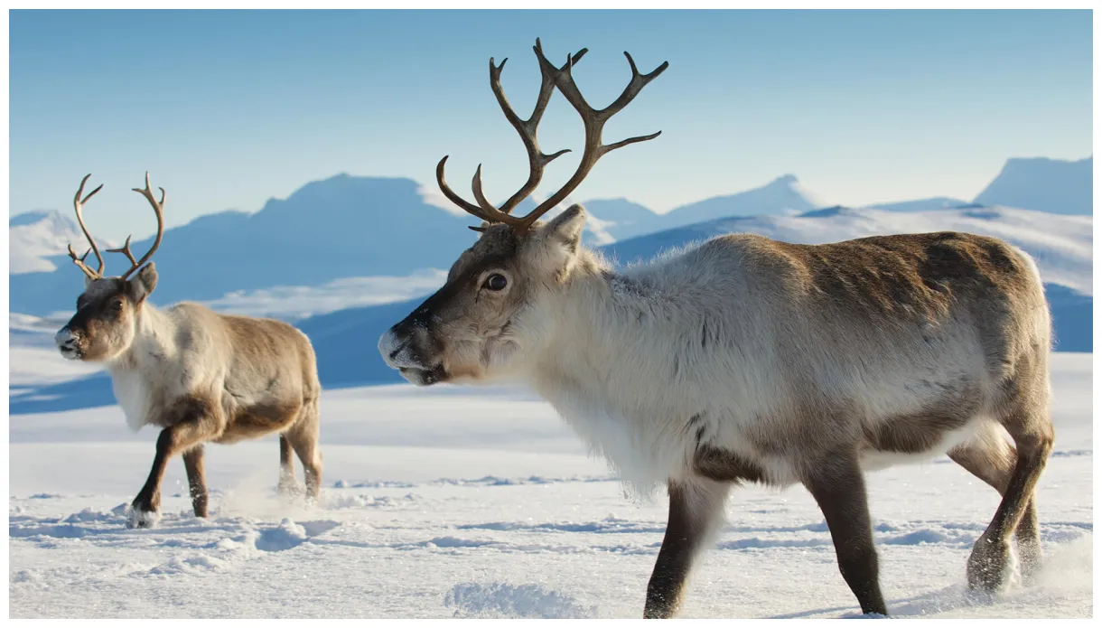 What's the difference reindeer caribou national park service