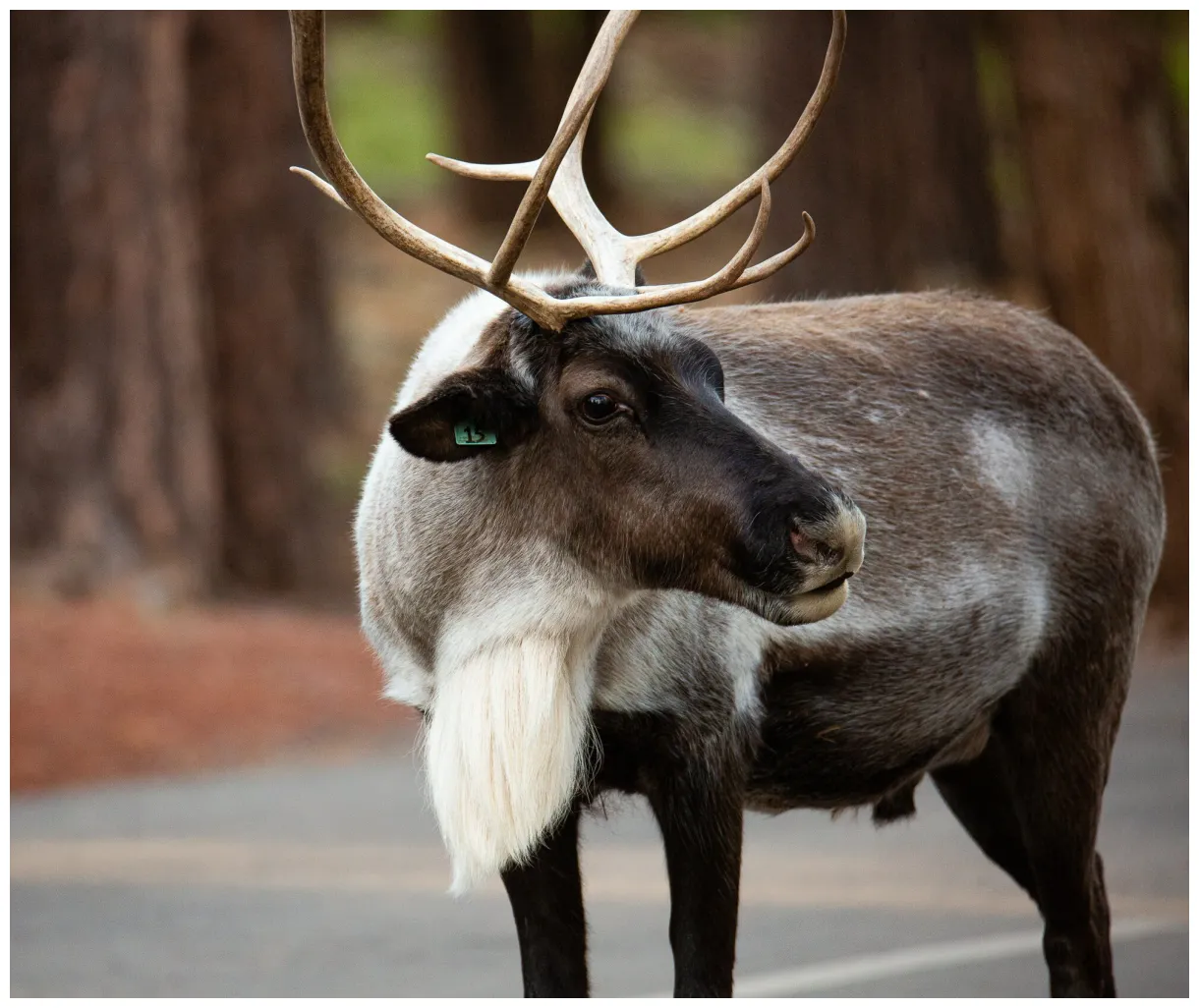 Reindeer bearizona