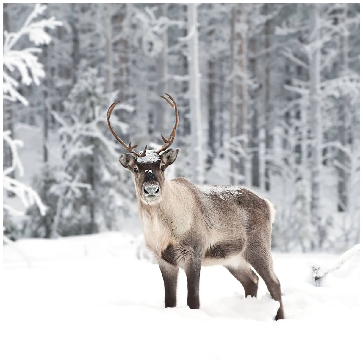 Download forest wild reindeer s