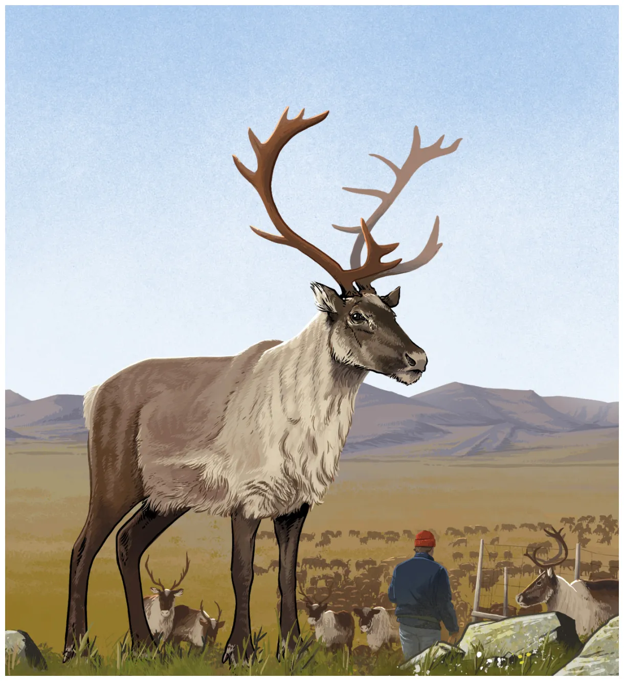 Reindeer vs. caribou u.s. national park service