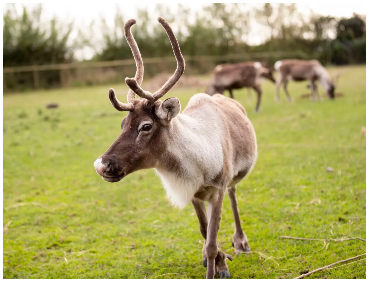 Reindeer • fun facts and information for kids