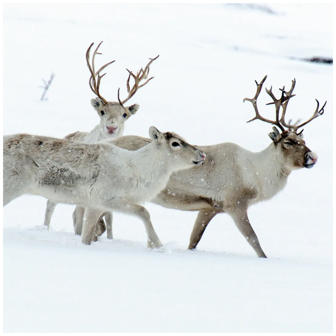 Reindeer species information the british deer society