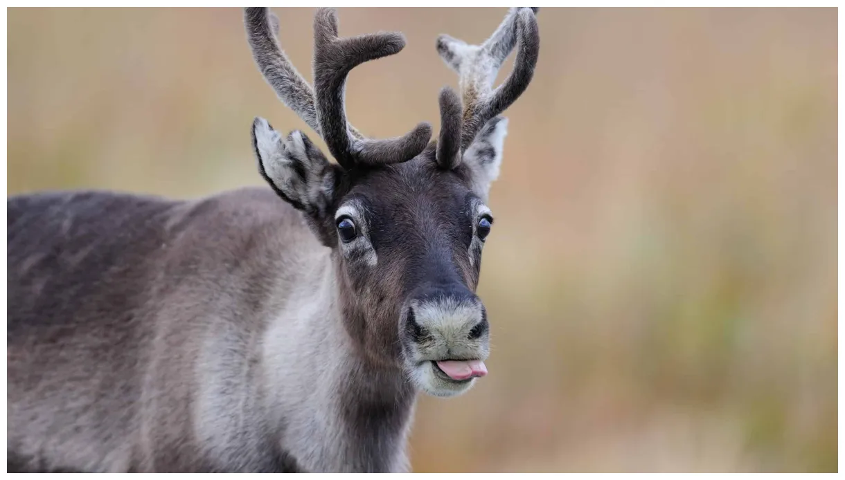 Discover the epic journey of reindeer from tundras to forests a-z