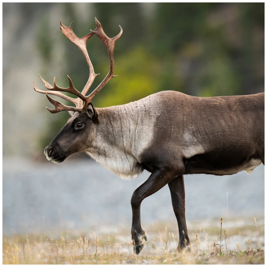 Reindeer species information the british deer society