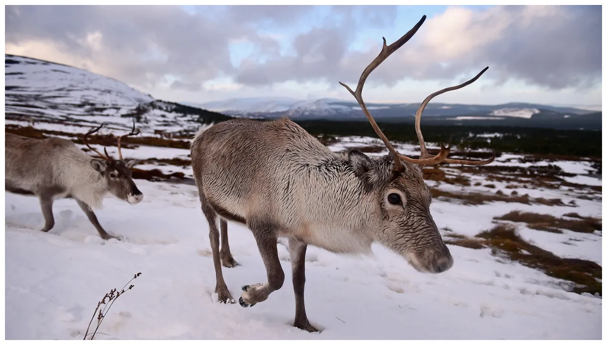 Reindeer can see uv light—and we may know why popular science