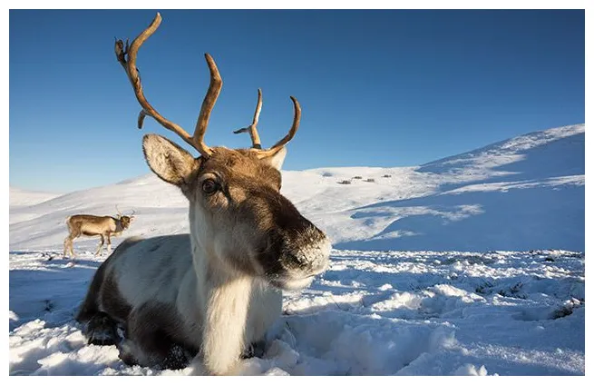 10 brrr-illiant reindeer facts! national geographic kids