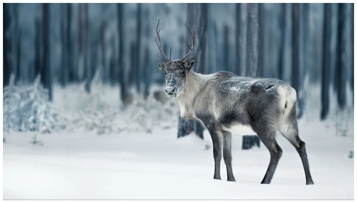 Reindeer fact sheet blog nature pbs