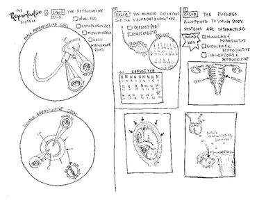 The reproductive system coloring sheet tpt