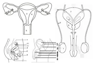 Reproductive system coloring worksheet by life science with clark-sanchez