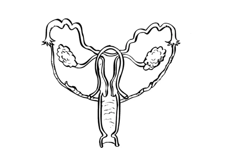 Coloring page female reproductive organs free printables img 9495