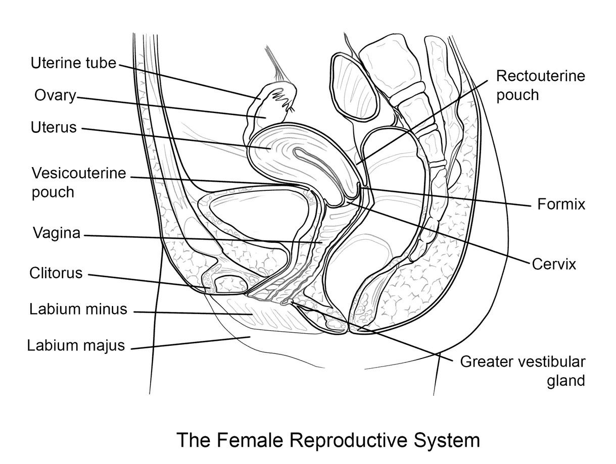 Female colouringpages
