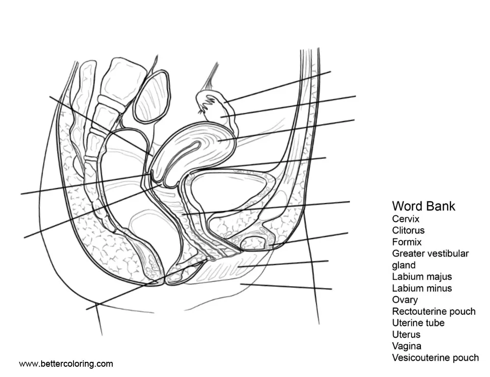 Anatomy of female s free printable