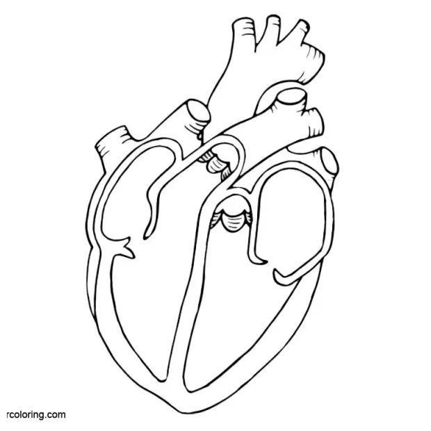 Anatomy of female s free printable