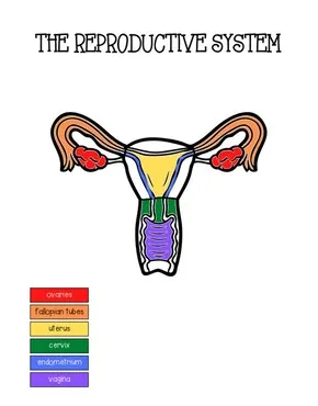 Reproductive system coloring by the mrs bacon tpt