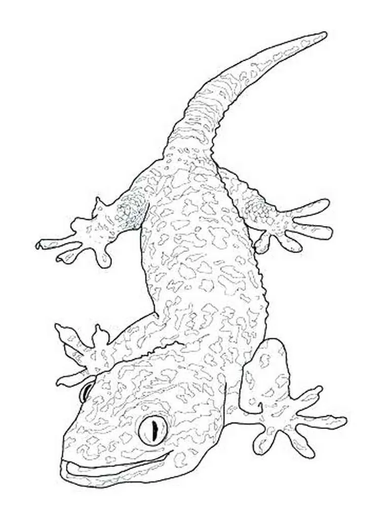 Reptile 2 coloring page