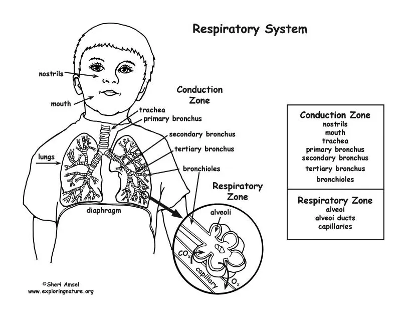 Free , download free respiratory system