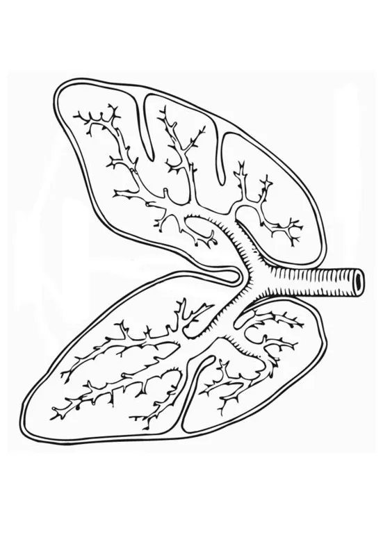 Coloring page respiratory system free printables img 13076