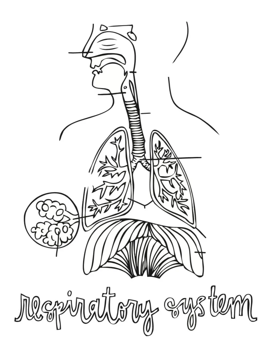 Respiratory system coloring page