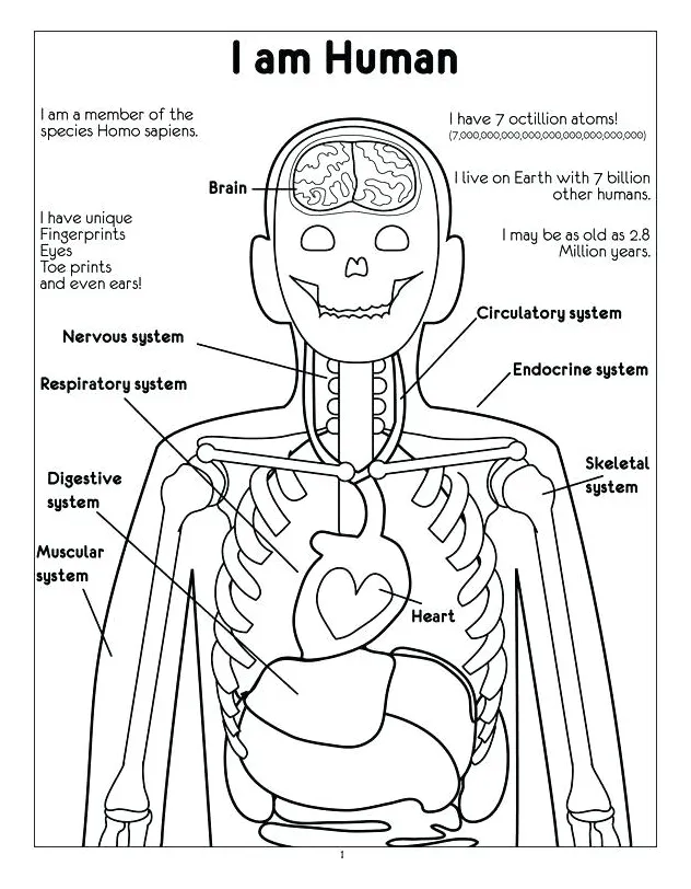 At getcolorings free printable printable coloring page