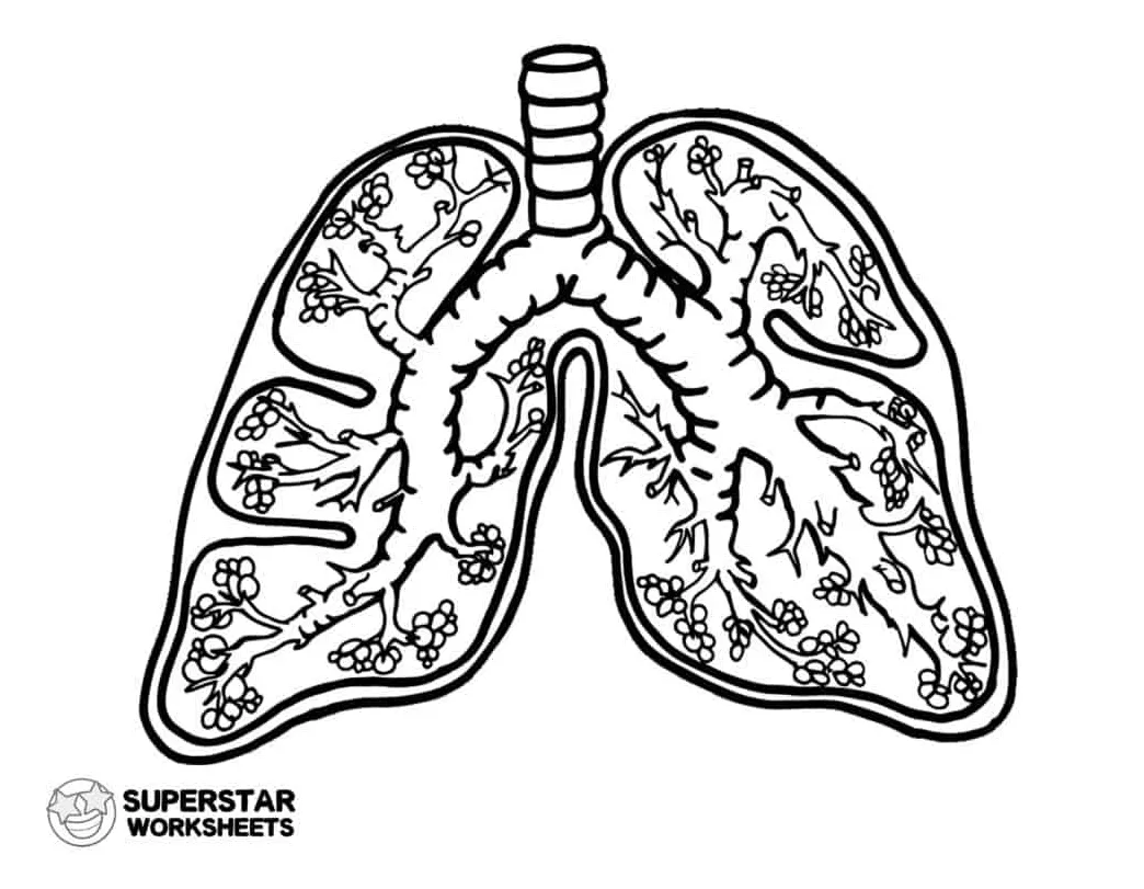 Respiratory system coloring page