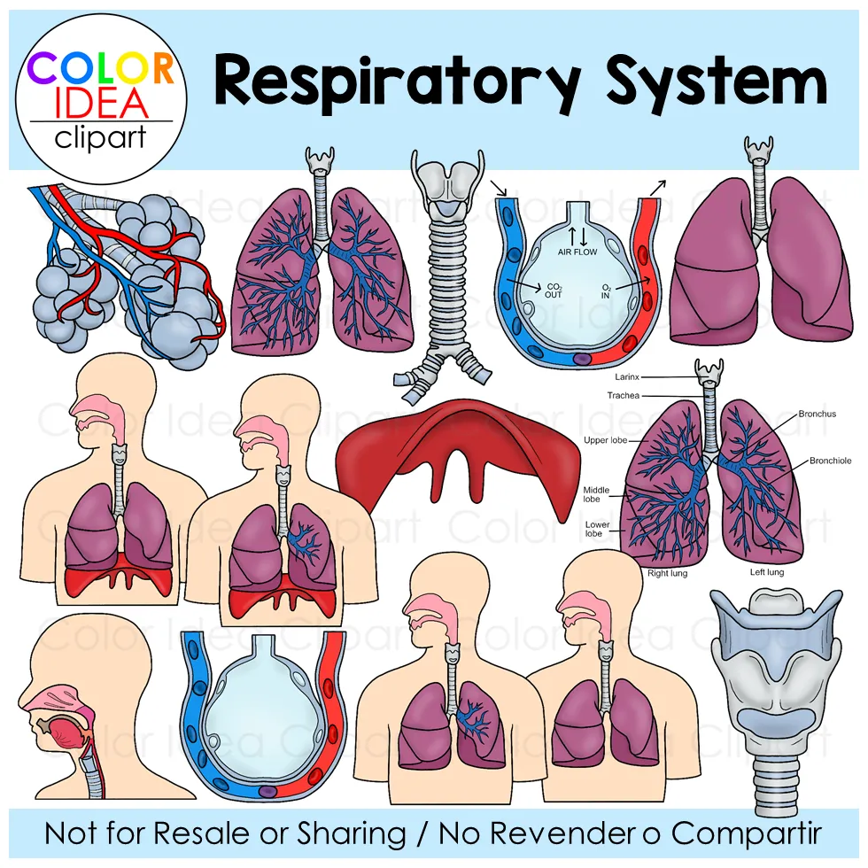 Respiratory system coloring page