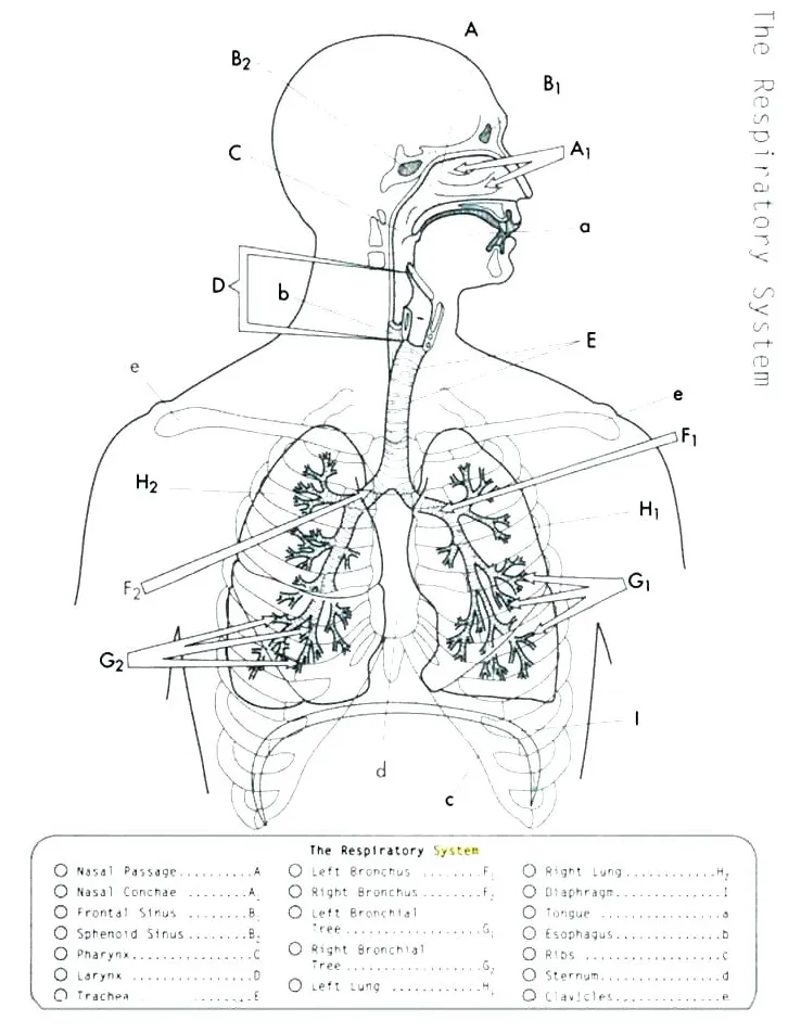 At getcolorings free printable