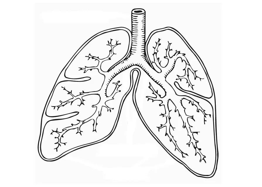 Coloring page respiratory system free printables img 13076