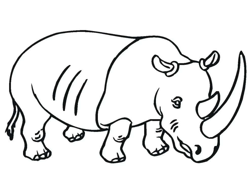 Rhino with big horn