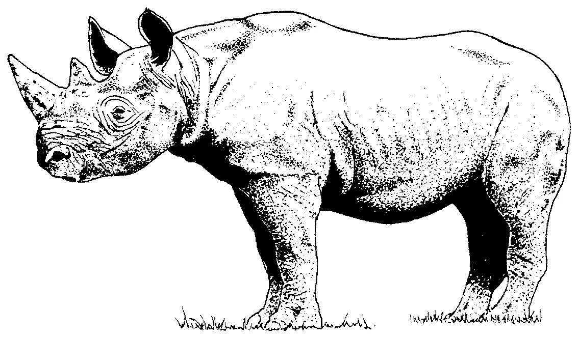 Free rhino coloring pages printable coloring page