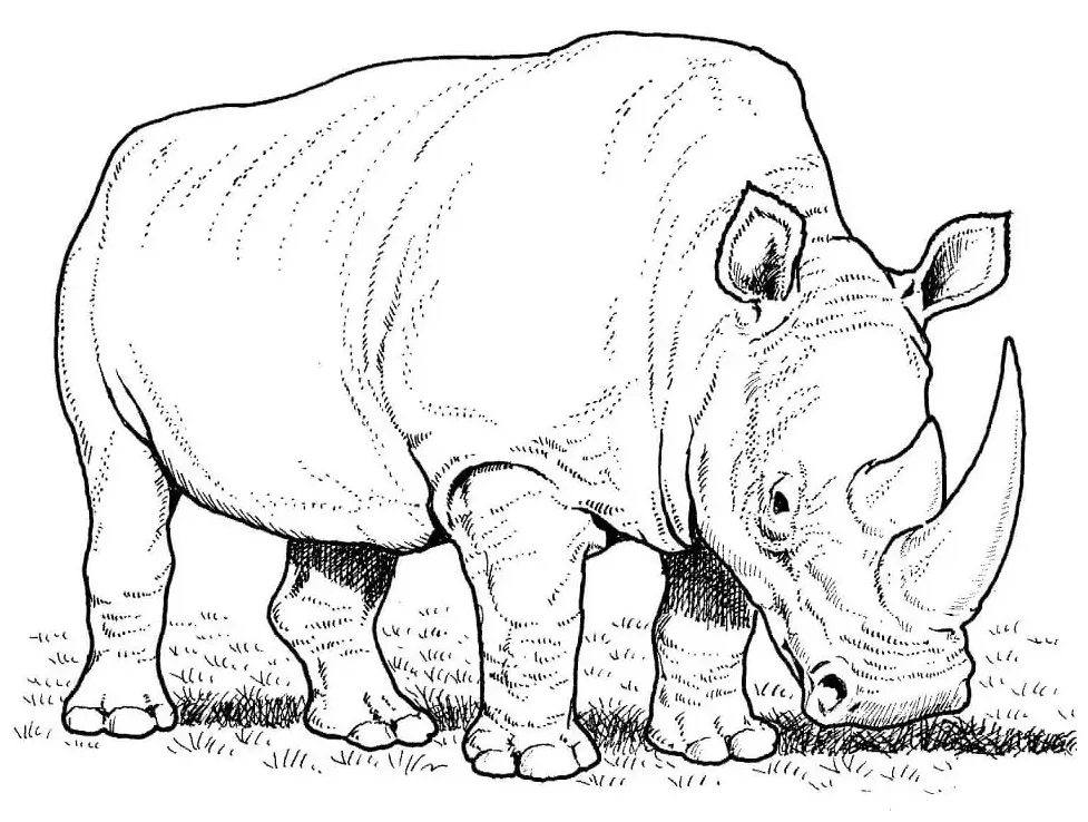 Happy rhino coloring page free printable coloring pages for kids