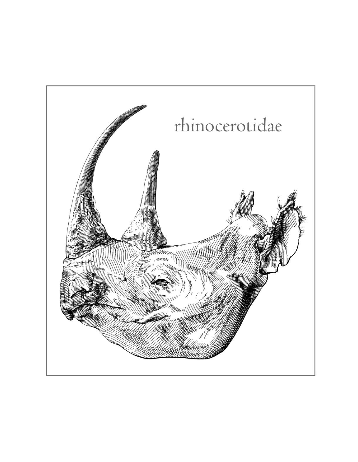 Rhino coloring pages printable coloring pages. free