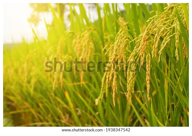 21,500 rice paddy water color s, s & vectors shutterstock