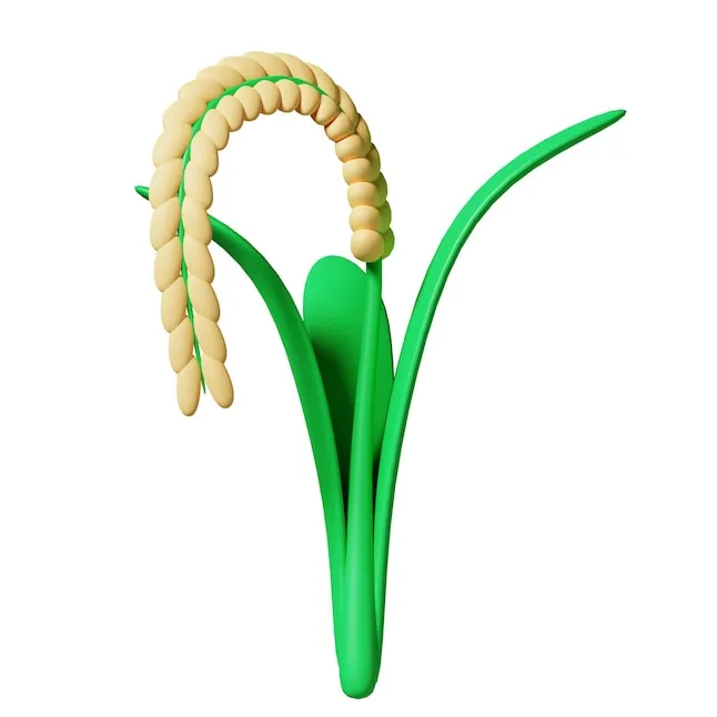 Premium psd rice paddy