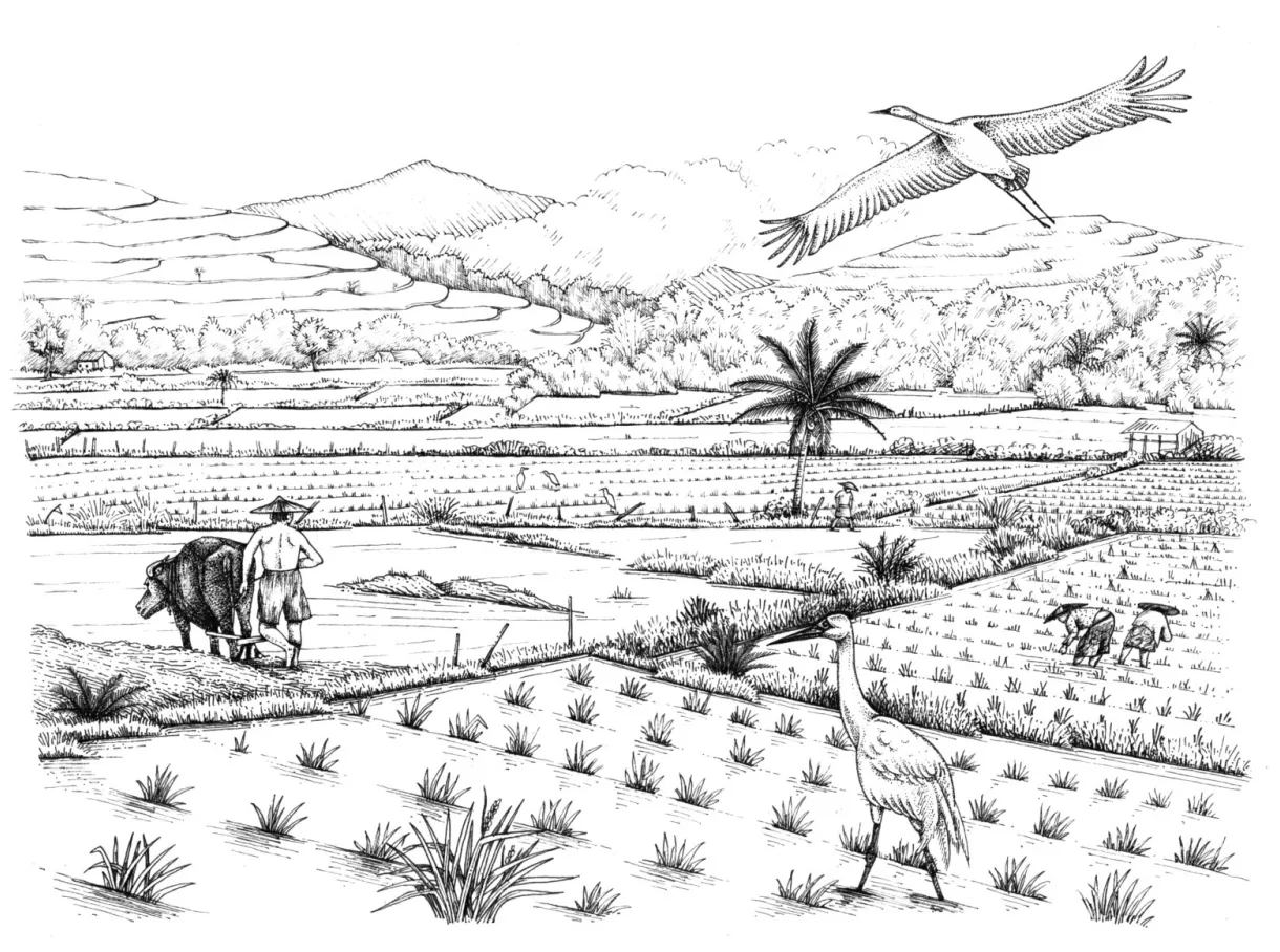 Rice paddy landscape lizzie harper