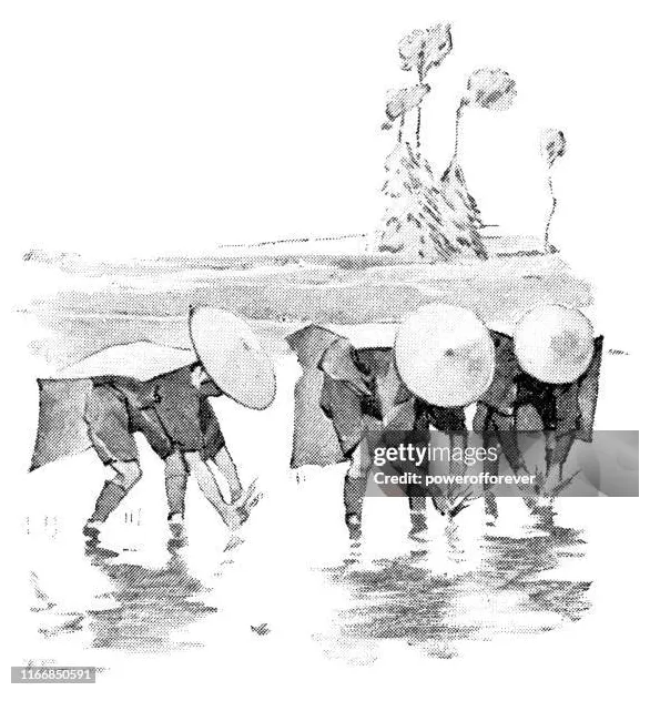 116 rice paddy high res illustrations getty s