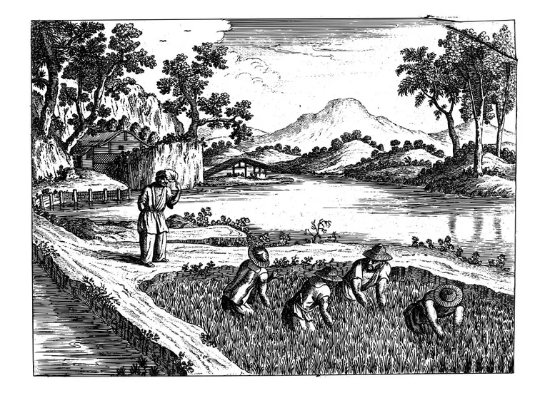 Coloring page paddy field free printables img 30121