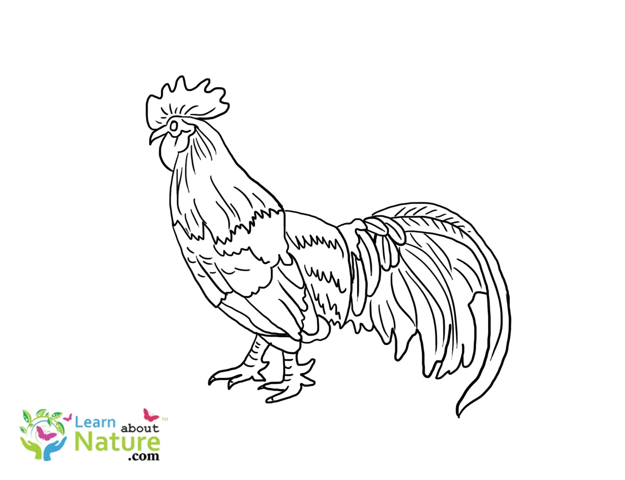 Rooster-coloring-page-1 learn about nature
