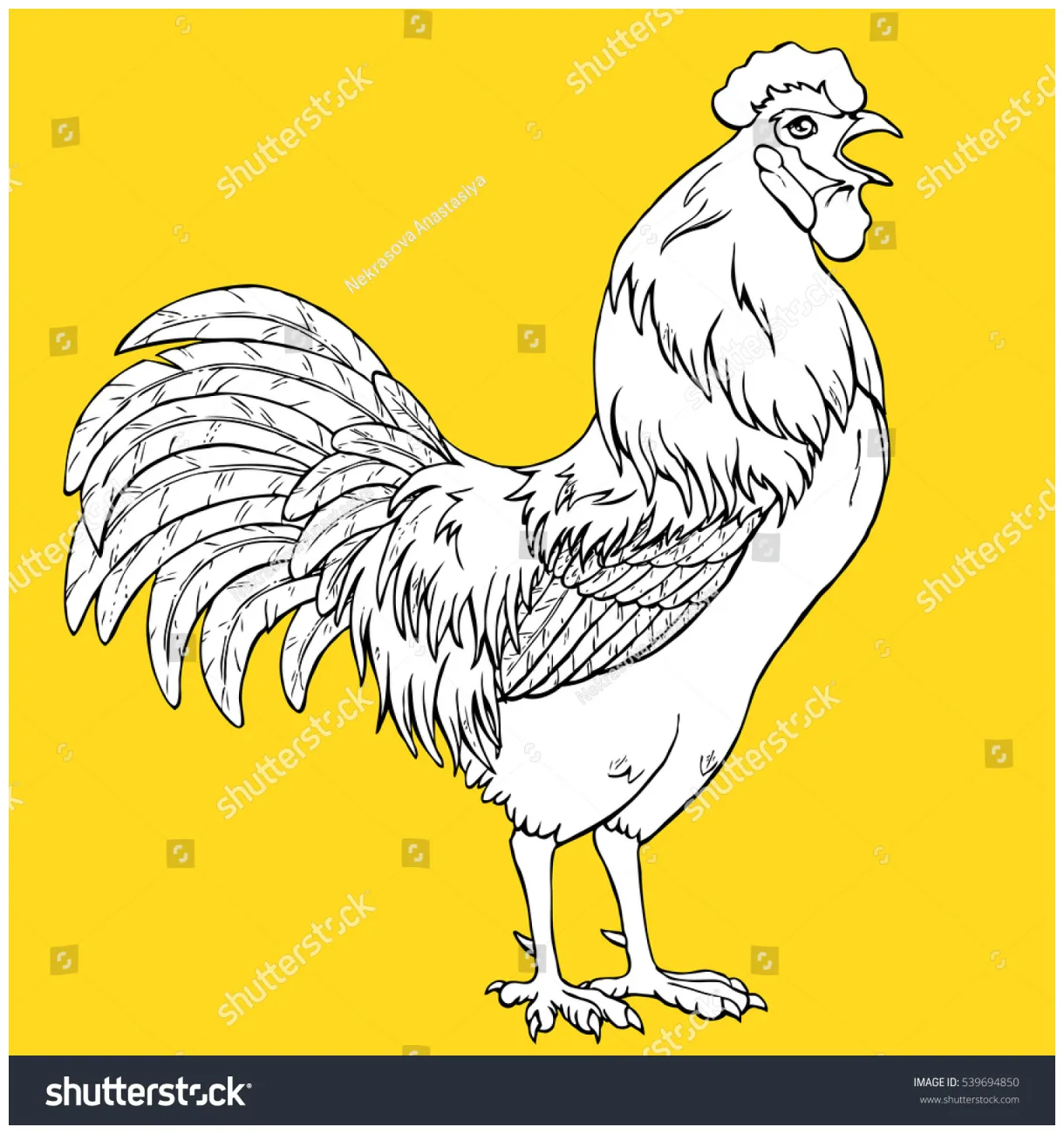 Crowing rooster coloring on yellow stock vector royalty