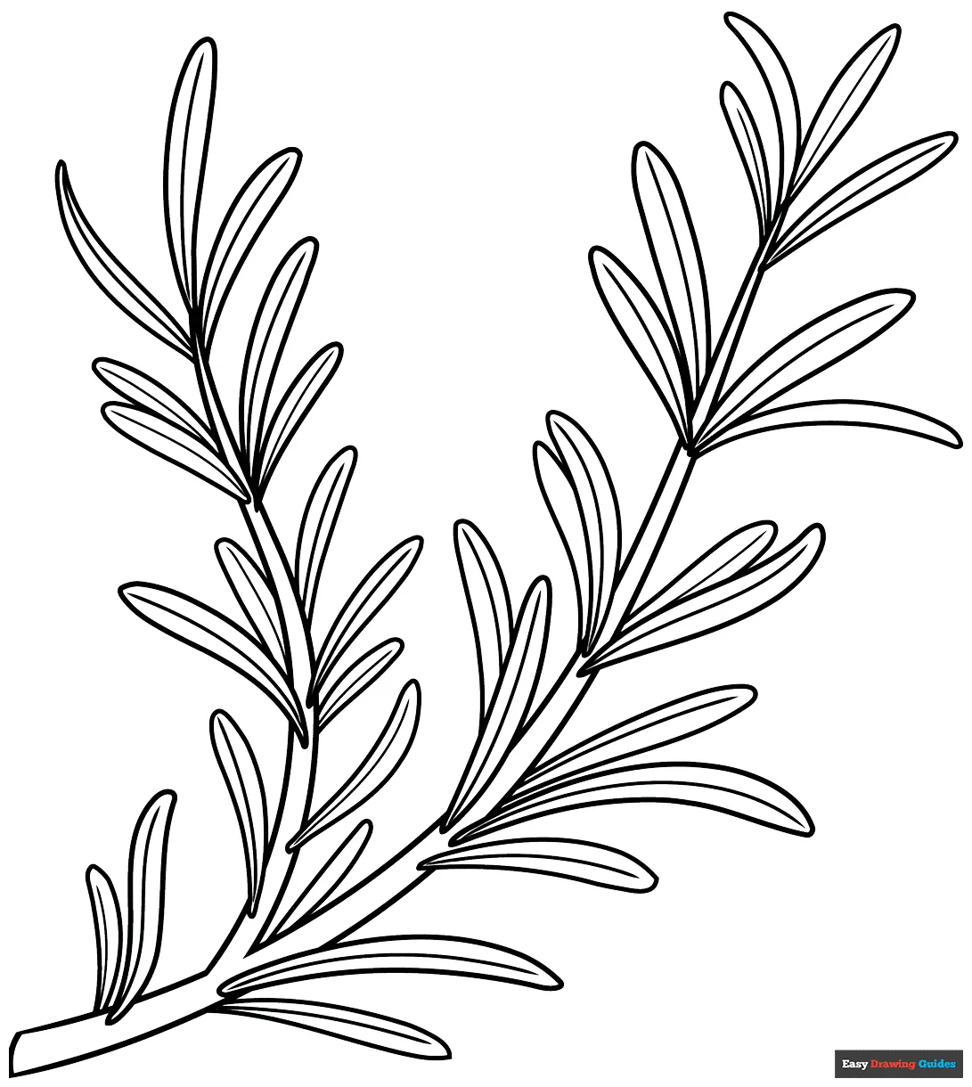 Rosemary coloring page easy drawing guides