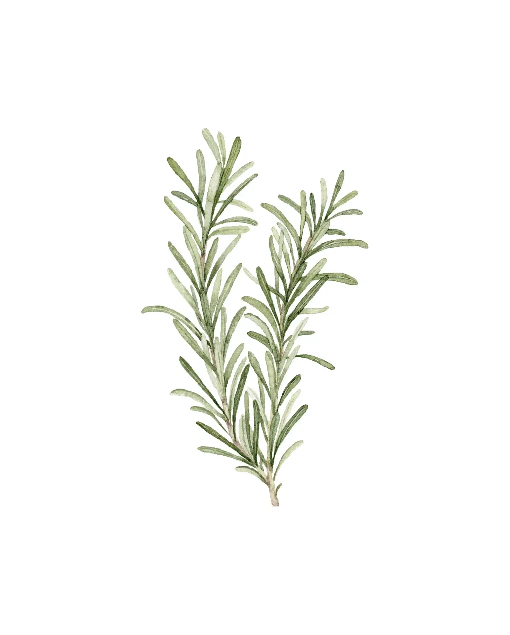 Rosemary sprig