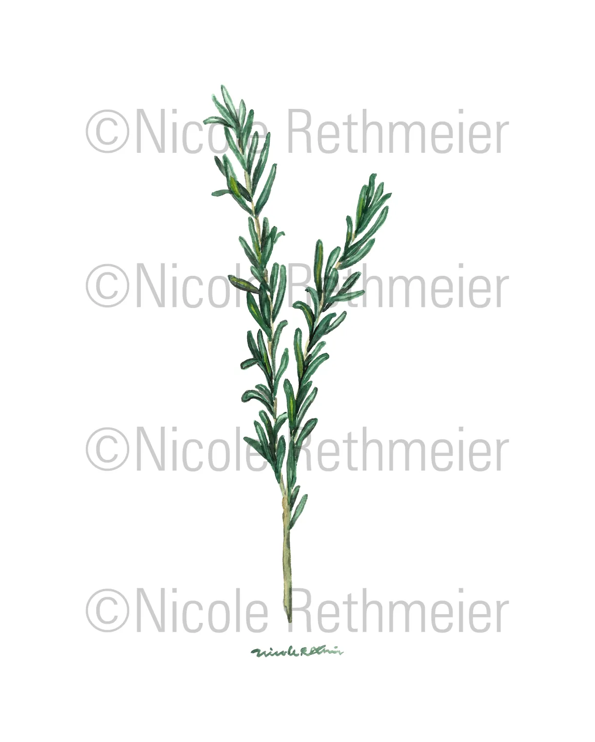 Watercolor rosemary sprig, essential oil plant illustration