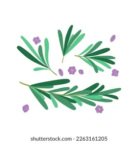 Sprig rosemary hand drawing nature stock vector