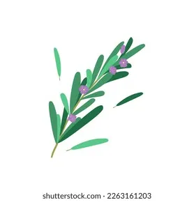 Sprig rosemary hand drawing nature stock vector