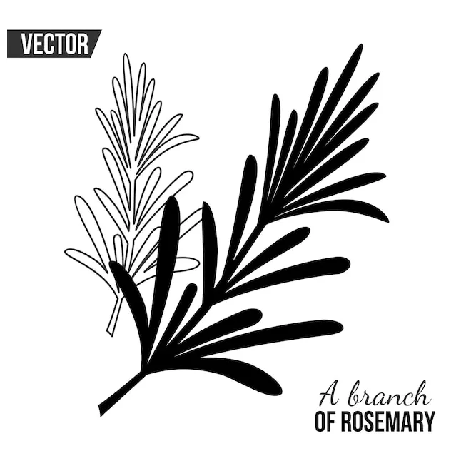 Premium vector vector drawing with a sprig of rosemary